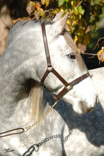 Poseido LXXII, Pura Raza Espanola (andalusian) stallion