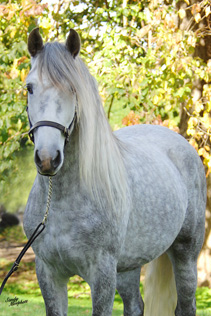 Poseido LXXII, Pura Raza Espanola (andalusian) stallion